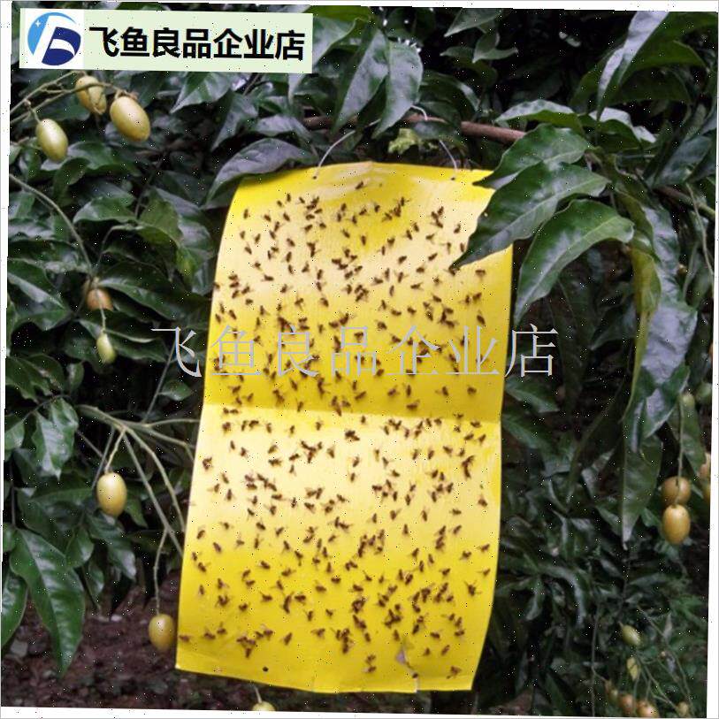 果蝇粘胶板果蝇诱捕器贴纸果园粘虫板菲丁粘胶板诱W捕器杀针蜜蜂,