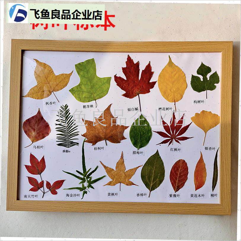 树叶标本植物叶子教学标本教具自然课标本V相框装饰标本,