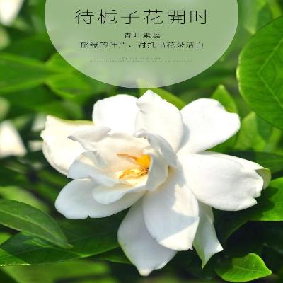 1家里养什么花好花卉植物摆室内好养易活真花适合卧室盆栽客厅。