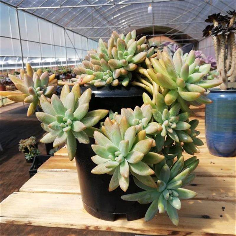 秋丽多肉老桩悬崖桩造型多肉状态秋丽多肉盆景一物一拍