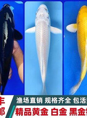 黄金招财黑金白金黑色活鱼风水鱼观赏鱼锦鲤纯色池养缸养顺风包邮