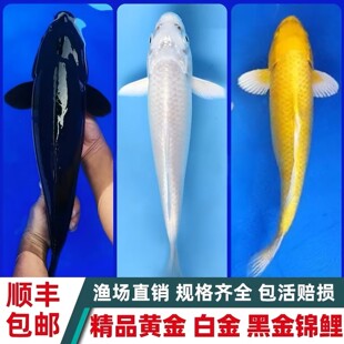 黄金招财黑金白金黑色活鱼风水鱼观赏鱼锦鲤纯色池养缸养顺风包邮