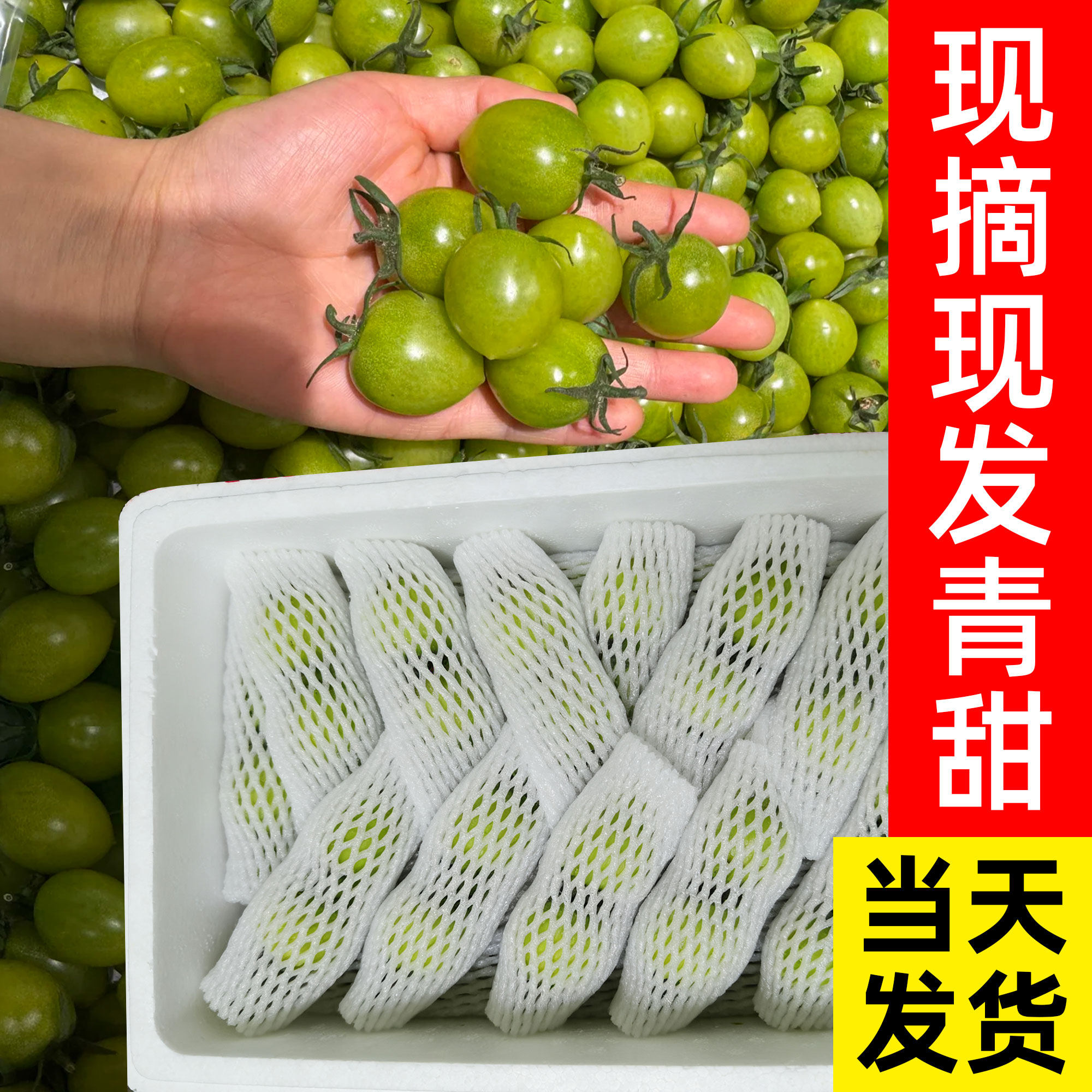 正宗青甜2号小番茄绿色千禧圣女果水果小西红柿青口蜜二号小番茄