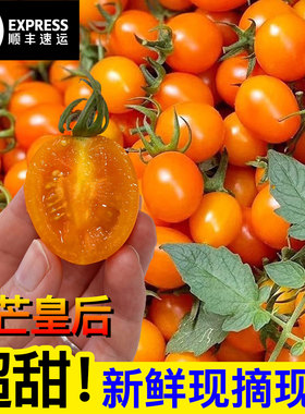 正宗香芒皇后小番茄黄色千禧果超甜小番茄新鲜黄金圣女果小西红柿