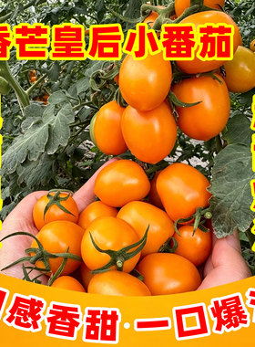 黄色香芒皇后小番茄超甜青甜2号小番茄，青甜换茬，十月份再见！