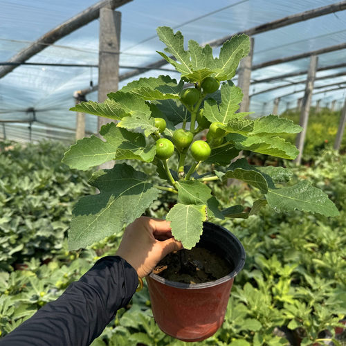 盆栽无花果一物一拍