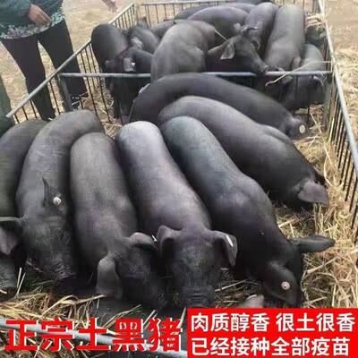 广西正宗黑猪黑土猪种中华纯种山猪育肥瘦猪种液肉型小黑猪好养