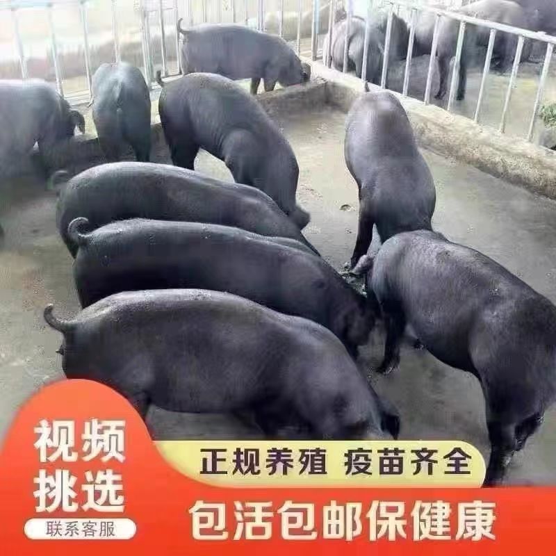 正宗土黑猪包健康活体猪仔跑山猪黑土猪猪苗黑猪仔活苗土黑猪纯黑