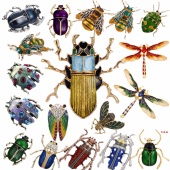 欧美系列衣饰个性 昆虫滴油胸针臭虫别针胸花甲虫小动物男女领针a