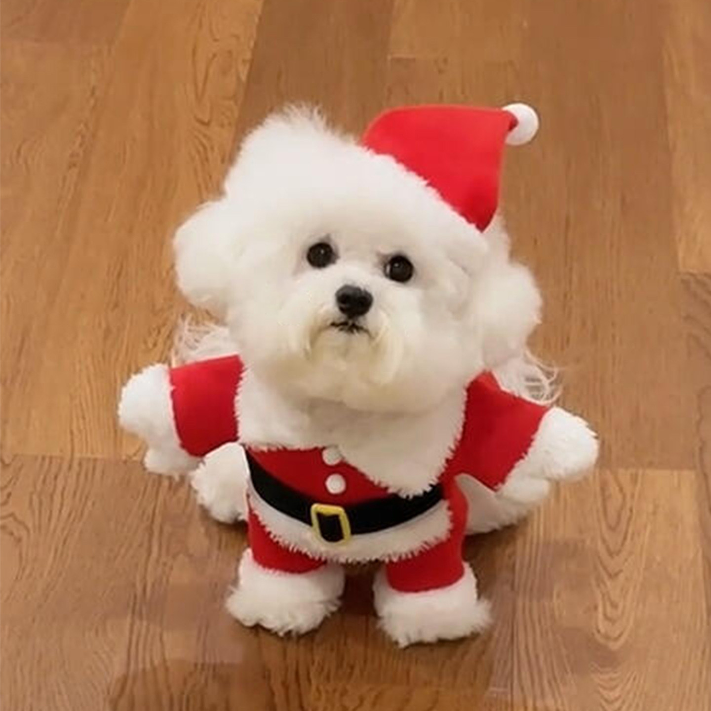 狗狗圣诞老人衣服小型犬小狗宠物圣诞节变装冬装猫咪可爱服装冬季