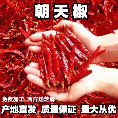 精选河南朝天椒特辣特香商用500g