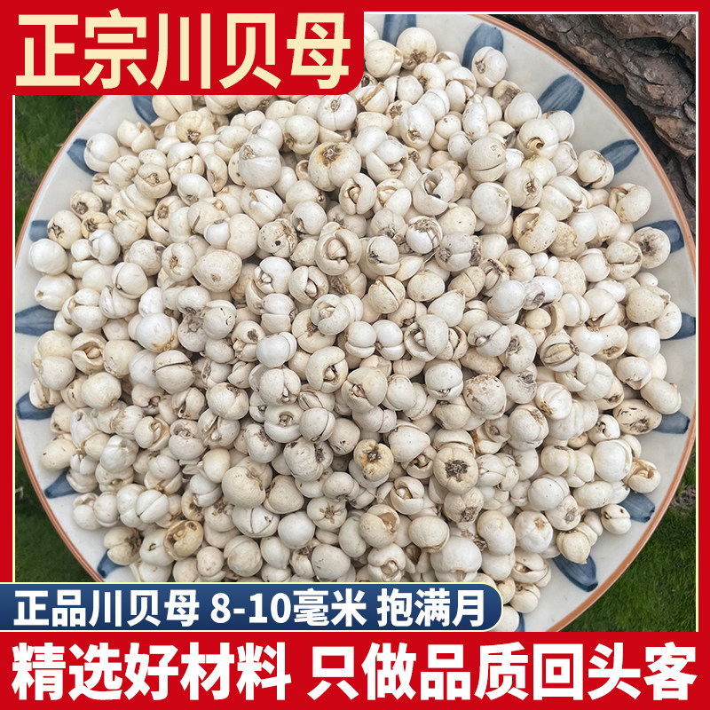 正品川贝母10g20克 官方旗舰店正宗无硫川贝粒非野生川贝母粉