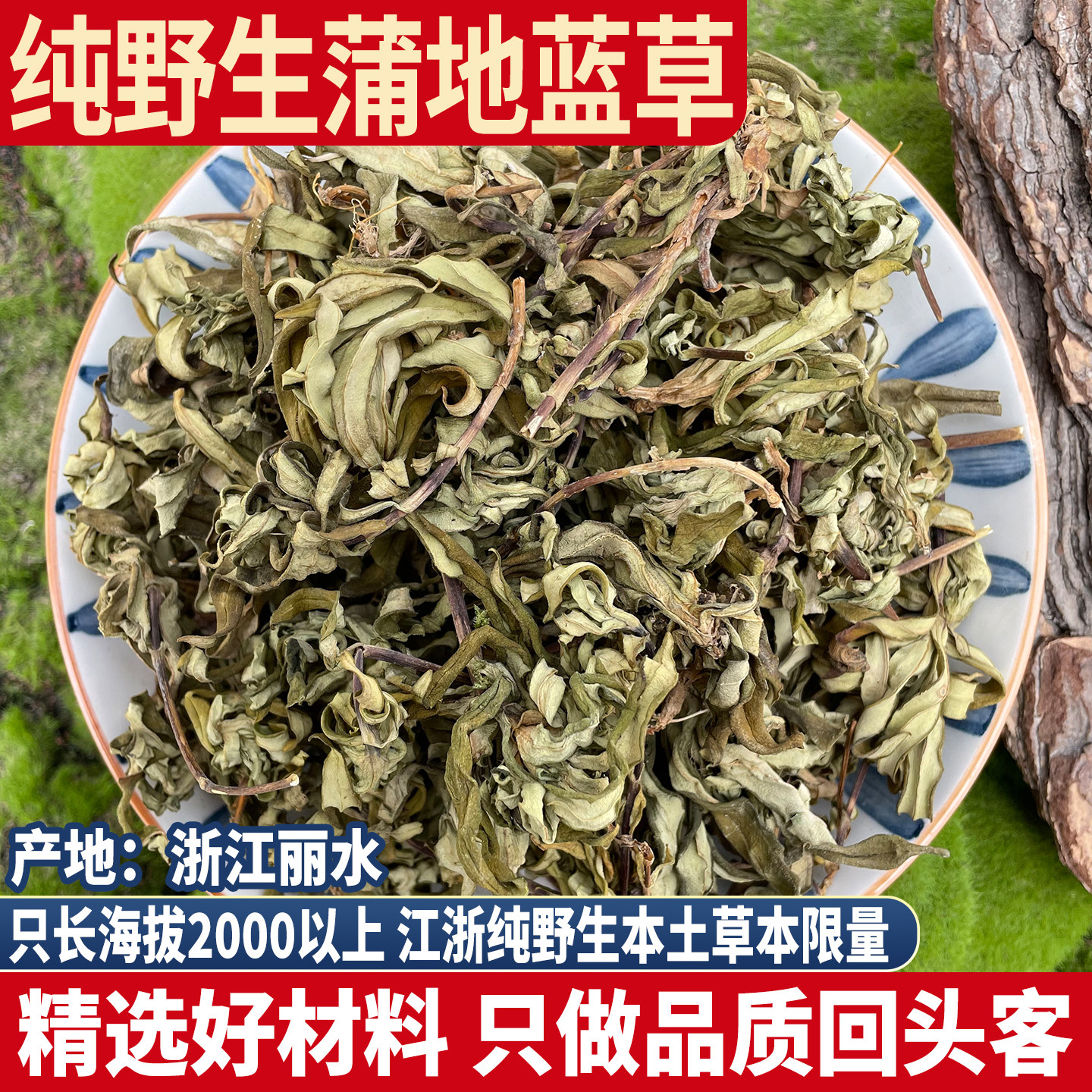 浙江野生蒲地蓝草  击火大王 五岭龙胆 九头狮青簇龙胆草落地荷花