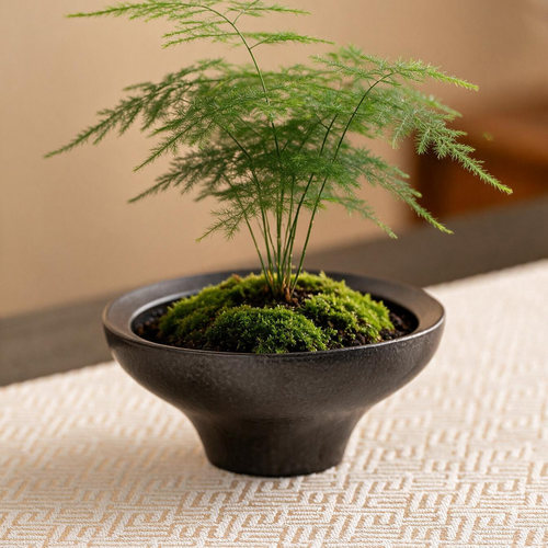 苔藓球托盘花盆蕨类植物专用盆简约家用无孔水培器皿花盆摆件A94