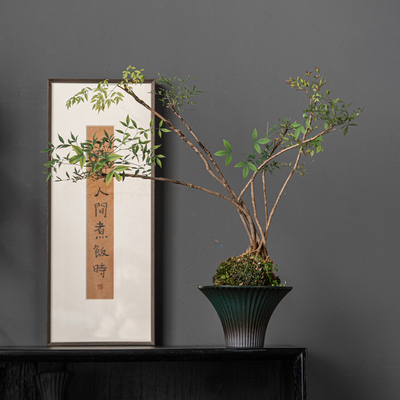 苔藓球绿植专用无孔水培花盆