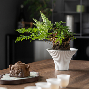 客厅书房绿植观景盆蕨类植物专用陶瓷花盆无孔水培花盆苔藓球专用