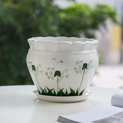 绿植盆苔藓球蕨类植物