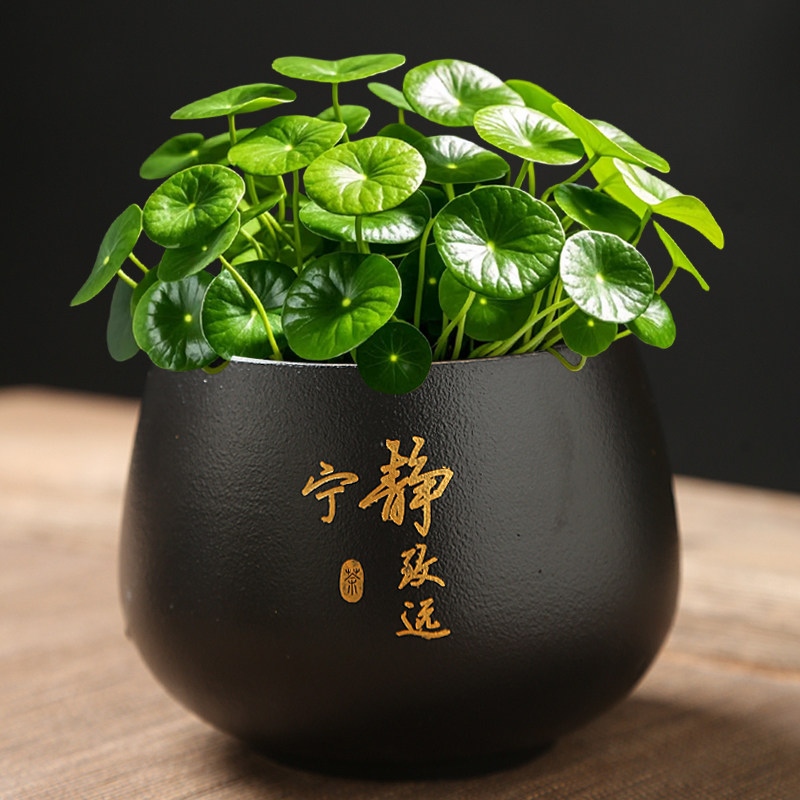 创意铜钱草绿萝水培花瓶陶瓷水仙花盆容器家用室内多用途水培器皿