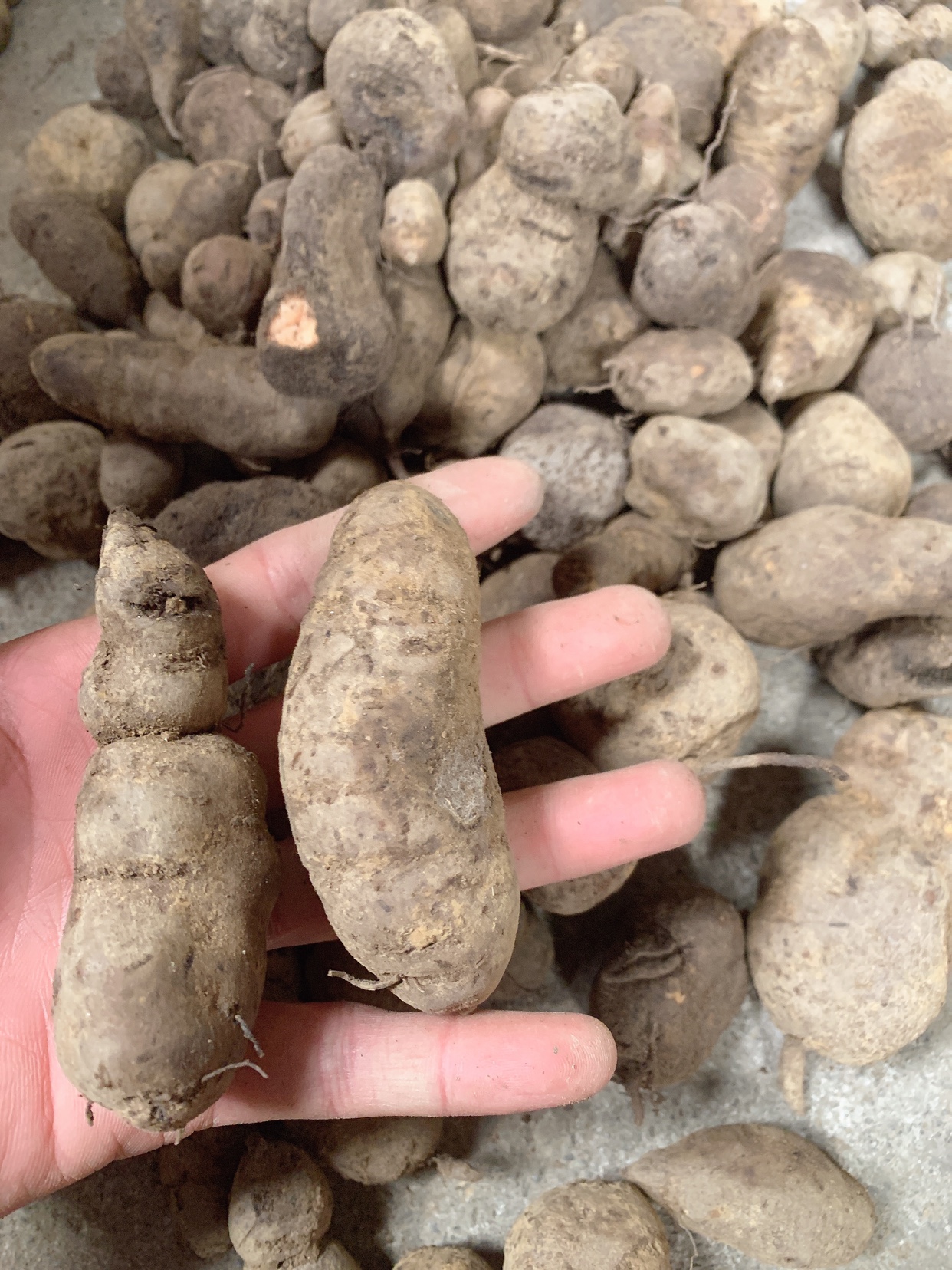 贵州 干 鲜 三叶青个子500克 中药材金线吊葫芦石老鼠