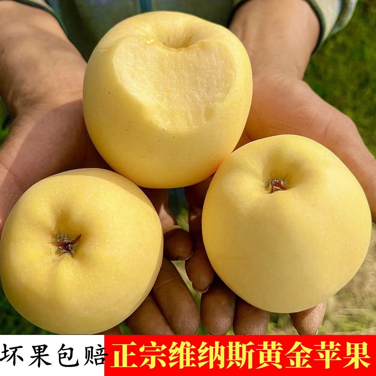 山东维纳斯黄金苹果新鲜水果当季整箱现摘现发黄元帅奶油富士时令,水产肉类/新鲜蔬果/熟食,苹果,淘宝优惠券,粉丝福利购,淘宝优惠卷