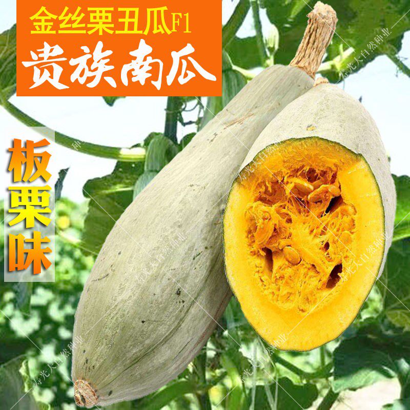 贵族南瓜种子金丝栗丑瓜种籽新疆板栗蜜本南瓜籽春季四季蔬菜种孑