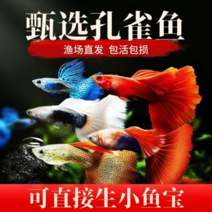 精品孔雀鱼活鱼小型鱼热带鱼苗观赏鱼新手好养耐活淡水凤尾胎生鱼