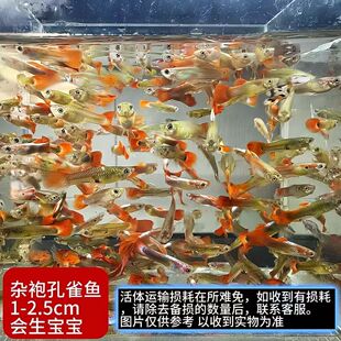 孔雀鱼观赏鱼纯种热带小型淡水冷水好养耐活金鱼凤尾鱼苗孕母小鱼