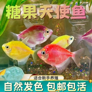 七彩天使观赏鱼斑马小型淡水热带鱼好养耐活糖果天使鱼不褪色包邮