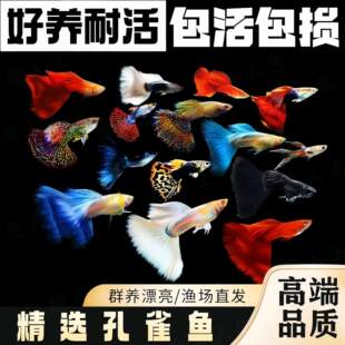 精品金鱼孔雀鱼观赏鱼杂袍热带小型淡水孕母好养耐活凤尾群养混养