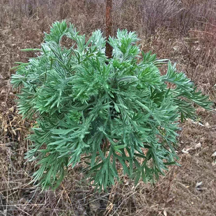 2025新鲜茵陈陕西现挖野生正月茵陈白蒿棉茵陈时令蔬菜野菜食用