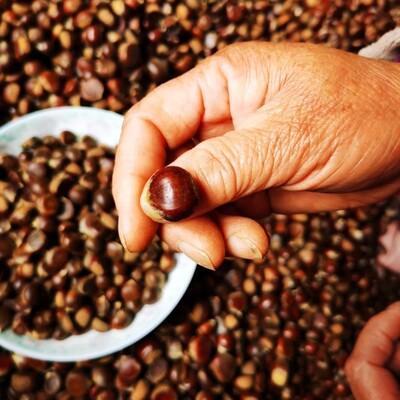 毛栗子野生小板栗粉糯香甜口感好