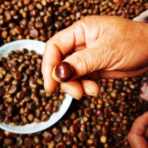 毛栗子野生小板栗粉糯香甜口感好