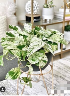 稀有品种大理石皇后油画绿萝荷兰进口绿植室内观叶植物盆栽好养活