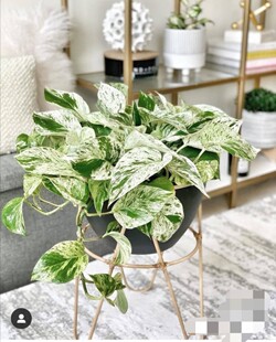 稀有品种大理石皇后油画绿萝荷兰进口绿植室内观叶植物盆栽好养活