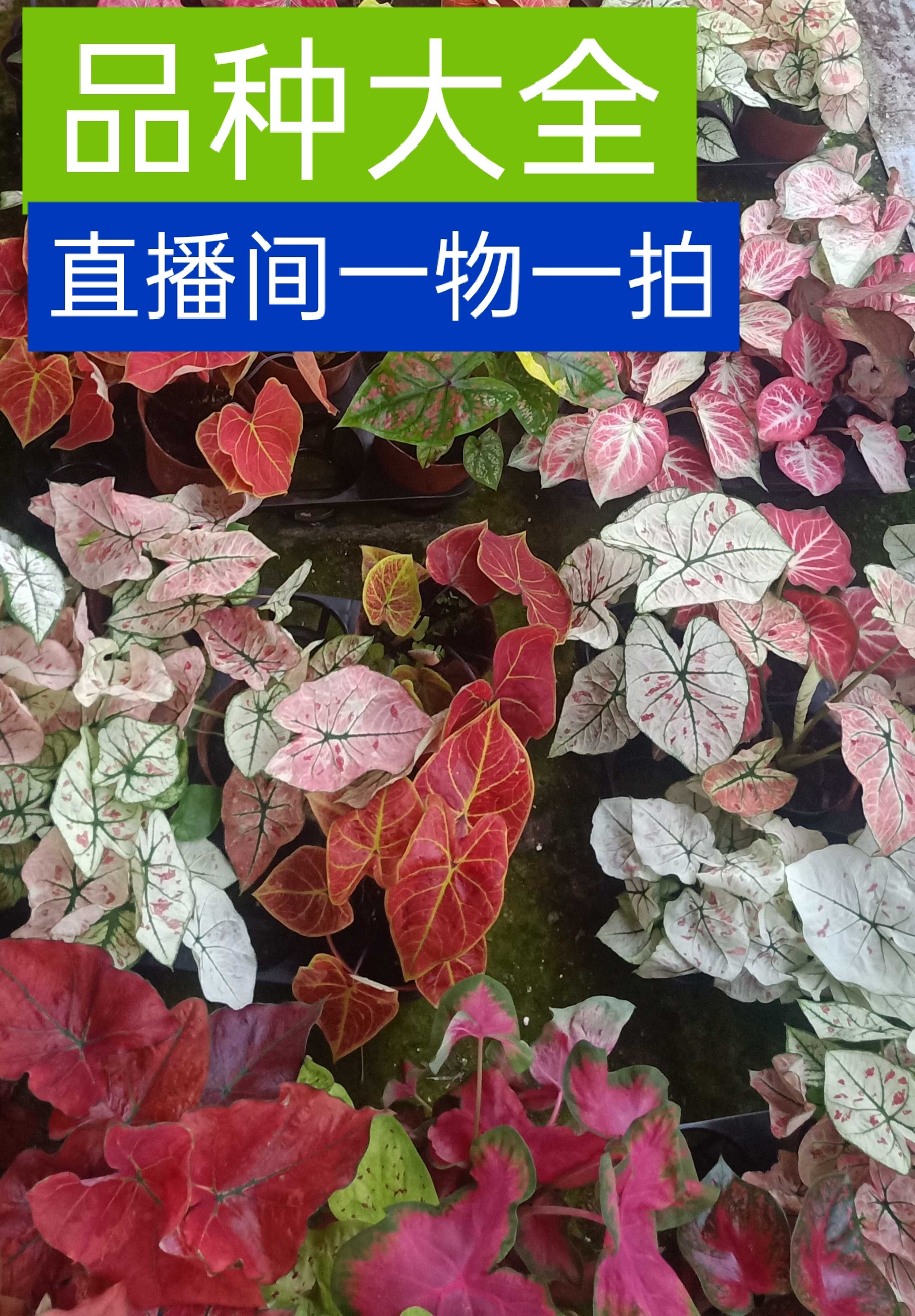 彩叶芋米兰飞溅甜心粉斑雪后草莓之心室内花叶夏日微风马菲特海王