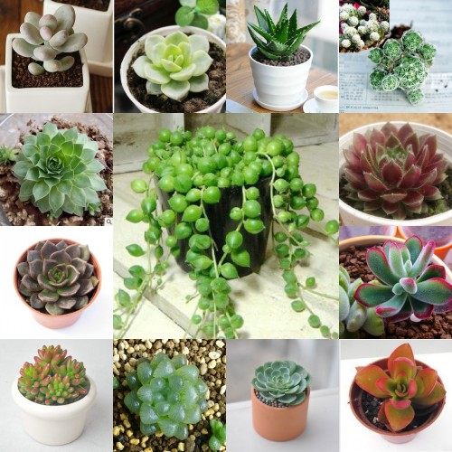 仙人多肉植物组合盆栽/玉露/白鸟/火祭/黑法师/黄丽办公室植物