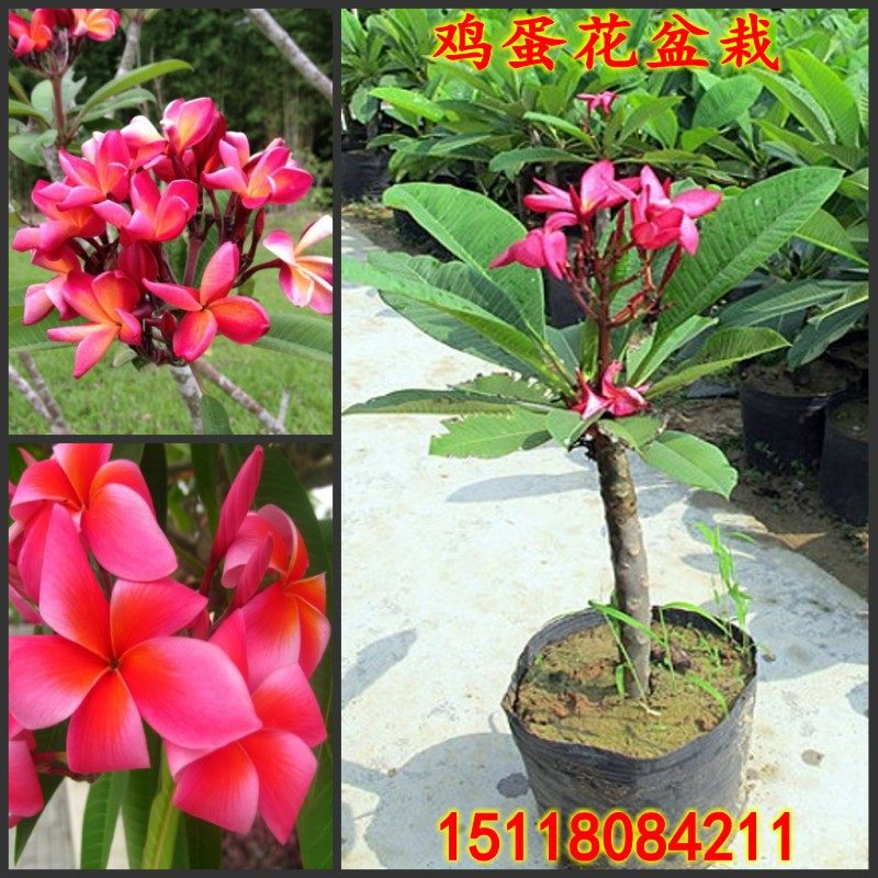 鸡蛋花盆栽 鸡蛋花苗红色花鸡蛋花树苗 地栽庭院阳台花卉植物绿植