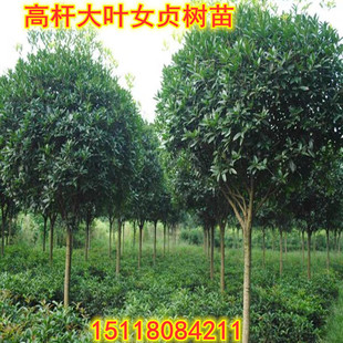 高杆大叶女贞树苗女贞子树苗盆栽庭院别墅四季常青风景树绿化苗木