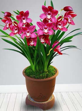 兰花建兰春兰墨兰紫霞仙女开红色兰花苗四季花卉阳台卧室绿植盆栽