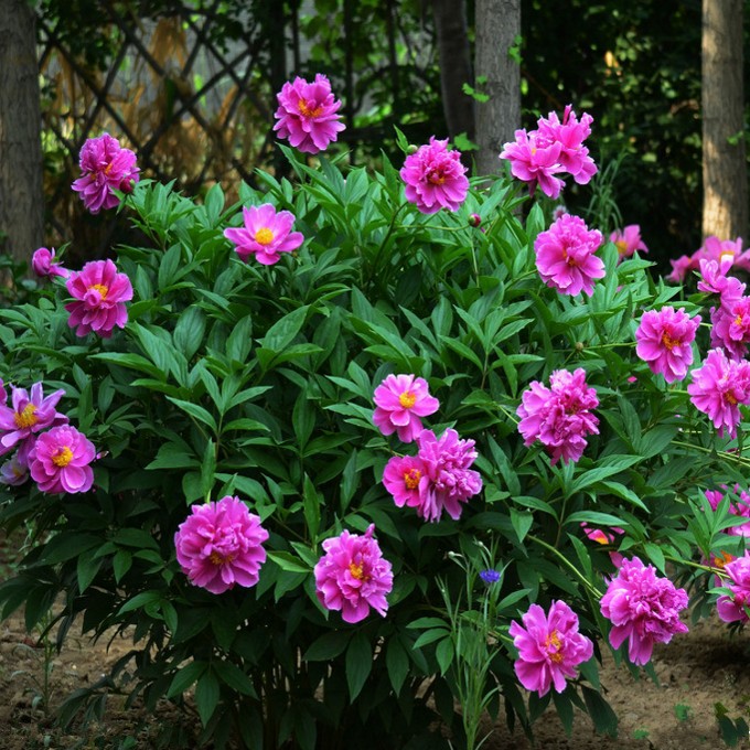 芍药花苗地栽庭院花卉绿植单瓣芍药根块带芽室内盆栽室外庭院植物