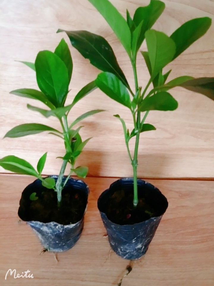 大驳骨草苗 大驳骨丹盆栽大骨风苗 中草药材接骨木大还包邮