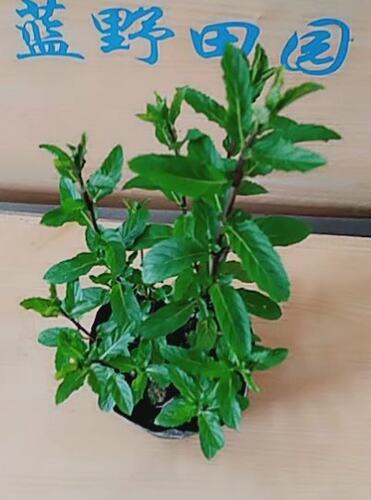 包邮河南十香菜苗小叶薄荷食用
