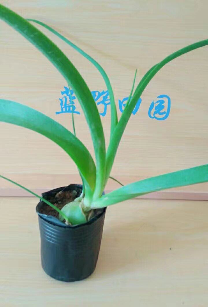 虎眼万年青海葱花卉盆栽种球包邮旱三奇可食用虎眼万年青盆栽