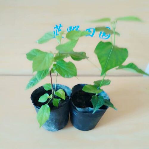 豆腐柴苗根系发达豆腐树苗盆栽