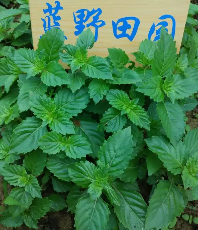 包邮凉粉草仙人冻王老吉原料盆栽