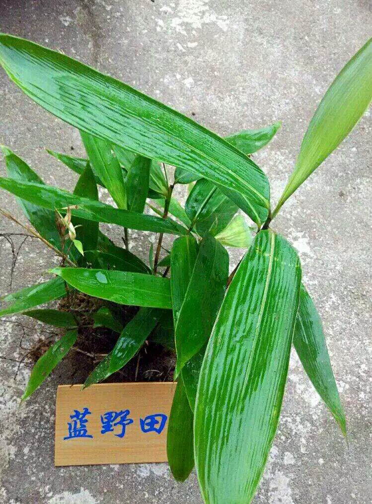 粽叶苗 竹叶苗批发 野生包粽子叶树苗 粽叶种子 箸叶苗盆栽满包邮