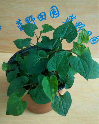 野生鱼腥草苗种正宗折耳根盆栽