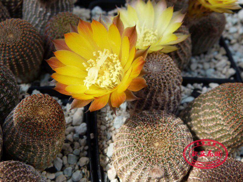 黑斜子 丽花球属 仙人球自收美花阳台 种子lobivia famatinensis