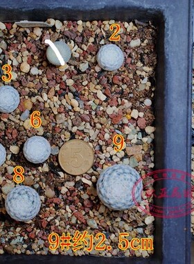 白鸟乳突属实生名贵美花红花仙人球中苗 Mammillaria herrerae