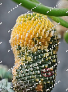 刺缀精巧殿实生仙人球娇丽种子小苗 名贵 阳台稀有紫中筋复色花